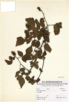 藏品(裏白懸鉤子)的圖片